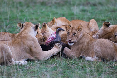 Deler på måltidet 2018-09-09-7D2-Afrika-1-2248.jpg