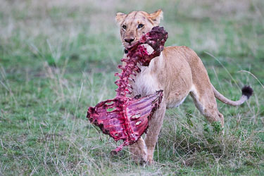 Denne er min 2018-09-09-7D2-Afrika-1-2324.jpg
