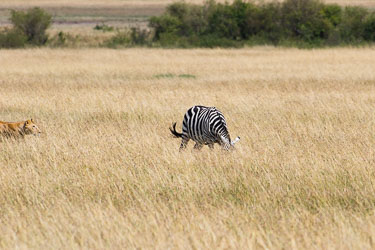 Løven sniker seg inn på byttet, som ikke aner noe som helst 2018-09-09-7D2-Afrika-1-3027.jpg