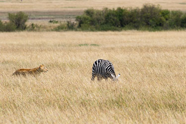 Løven har begynt angrepet, sebraen har ikke merket noe 2018-09-09-7D2-Afrika-1-3028.jpg