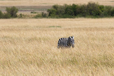 Sebraen skjønner at noe er galt, men vet ikke at den vant i lotto 2018-09-09-7D2-Afrika-1-3031.jpg