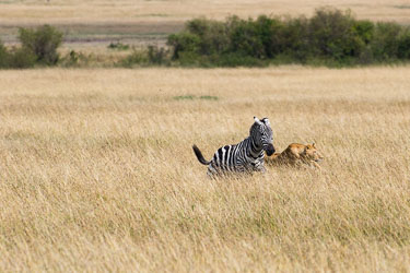 Løven i fullt firsprang mot byttet, mens den som slapp unna starter løpet for livet 2018-09-09-7D2-Afrika-1-3032.jpg
