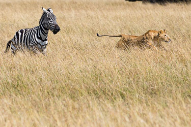 Nå er det full fart på begge 2018-09-09-7D2-Afrika-1-3035.jpg