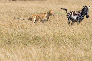 Full fokus på byttet 2018-09-09-7D2-Afrika-1-3037.jpg