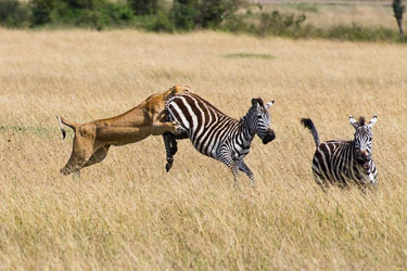 Angrepet er i gang, sebraen prøver å redde seg med et spark 2018-09-09-7D2-Afrika-1-3039.jpg