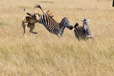 Løven klamrer seg til den, store klør og tenner er farlige våpen. 2018-09-09-7D2-Afrika-1-3040.jpg