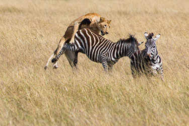 Løven får overtaket 2018-09-09-7D2-Afrika-1-3041.jpg