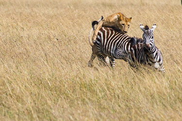 Løven velter sebraen 2018-09-09-7D2-Afrika-1-3042.jpg