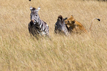 Nå har sebraen tapt, den har blitt lagt ned på bakken 2018-09-09-7D2-Afrika-1-3045.jpg
