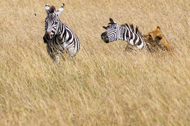Sebren skjønner fullt ut hva som skjer, angst lyser i øynene 2018-09-09-7D2-Afrika-1-3046.jpg
