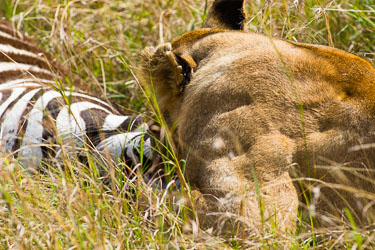 Avlivning skjer ved kvelning 2018-09-09-7D2-Afrika-1-3058.jpg