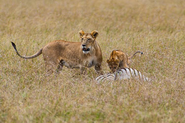 Etter jakten hentes barnet 2018-09-09-7D2-Afrika-1-3275.jpg