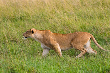 Løvinne i jaktmodus 2018-09-09-7D2-Afrika-1-4012.jpg
