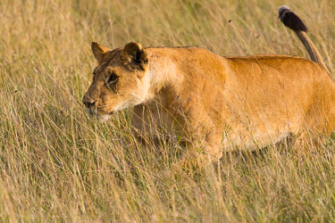 Full konsentrasjon om oppgaven 2018-09-09-7D2-Afrika-1-4144.jpg