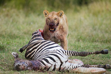 Brutalt syn 2018-09-09-7D2-Afrika-2-142.jpg