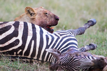 Blodig løvekjeft 2018-09-09-7D2-Afrika-2-225.jpg