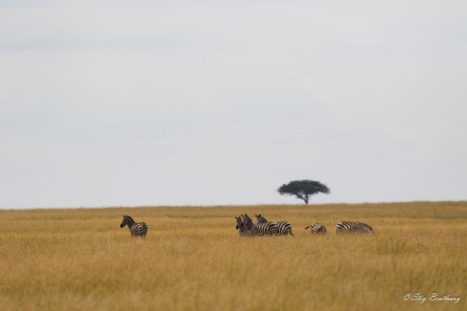 2018-09-09-7D2-Afrika-1-3362.jpg