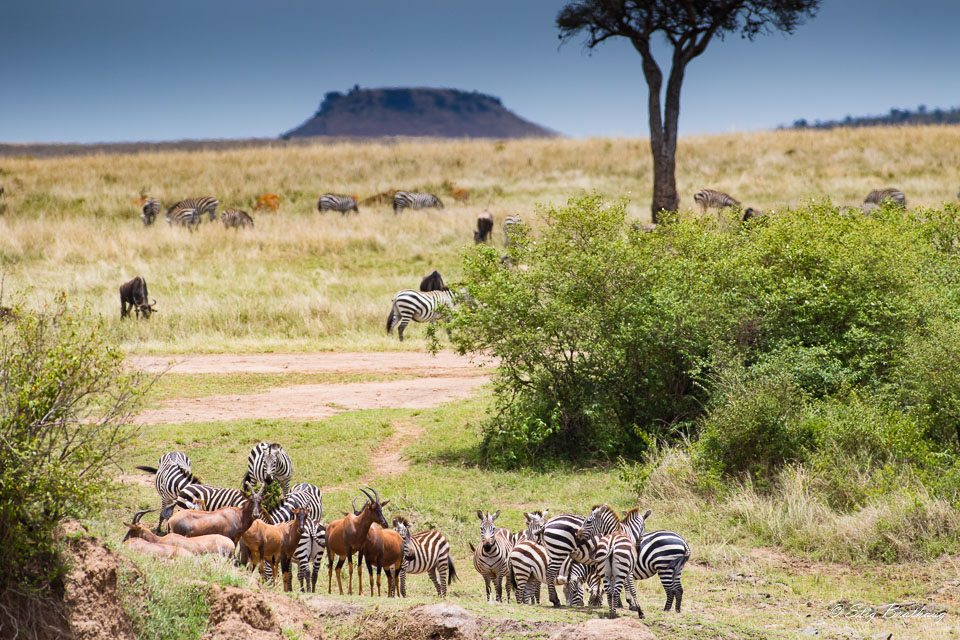 2018-09-09-7D2-Afrika-2-1212.jpg