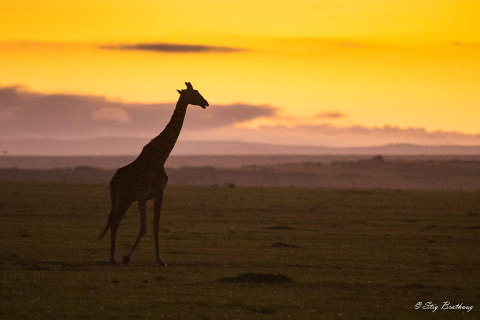 2018-09-09-7D2-Afrika-2-1786.jpg