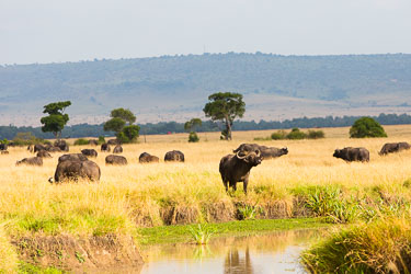 Vannbøffelflokk er typisk for savannen 2018-09-09-5D-Afrika-1074.jpg