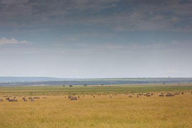 Sebraflokk 2018-09-09-5D-Afrika-1133.jpg