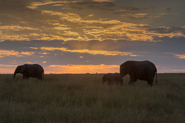 Elefanter om morgenen 2018-09-09-5D-Afrika-1321-HDR.jpg