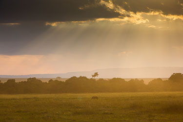 Pumba i sollyset som åpner seg 2018-09-09-5D-Afrika-1590.jpg