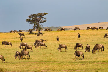 Hva er mer typisk enn en flokk Gnuer på savannen 2018-09-09-7D2-Afrika-2-2159.jpg