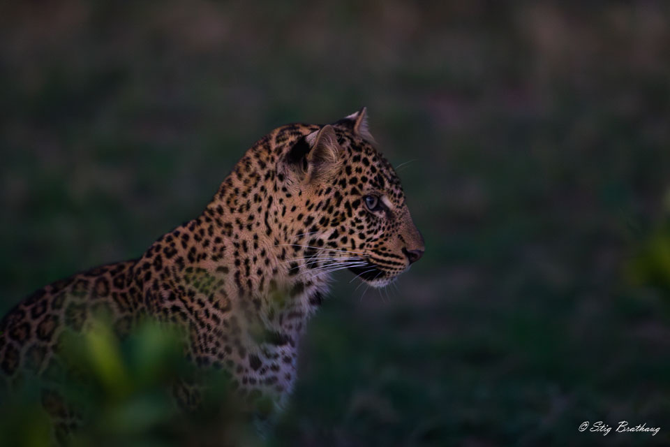 2018-09-09-7D2-Afrika-2-1800-Forbedret-NR.jpg