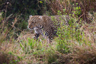Leoparder