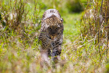 Leoparder