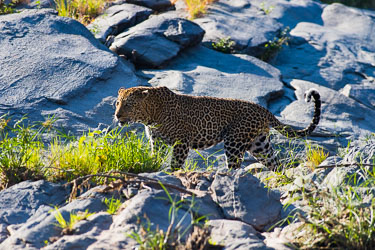 Leoparder