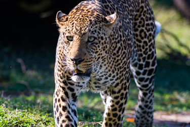 Leoparder