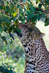 Leoparder