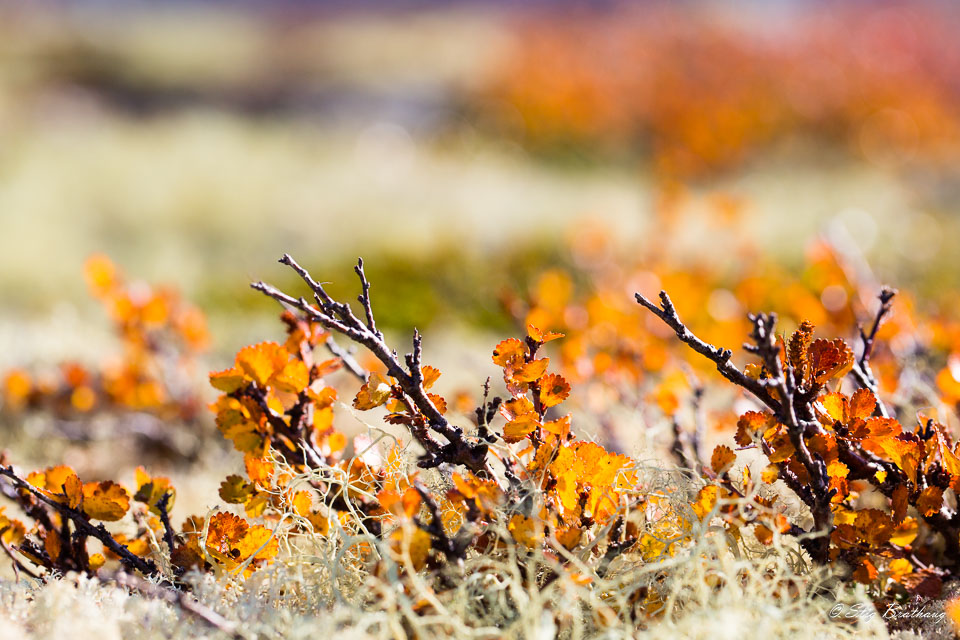 2017-09-28-5D-Dovrefjell-190.jpg