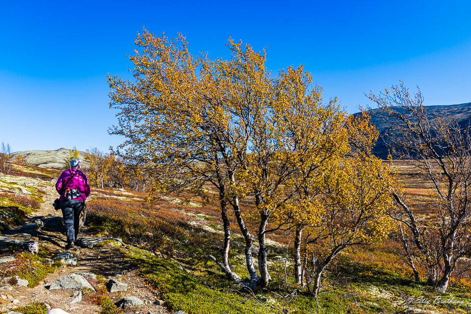 2024-09-22-R5II-Dovrefjell-033.jpg