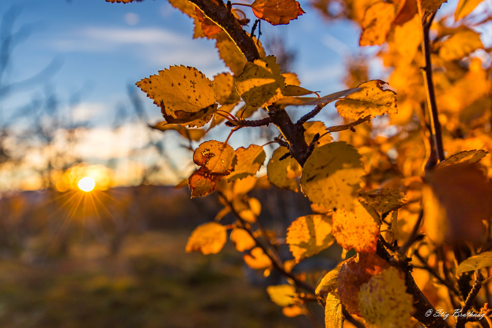 2024-09-22-R5II-Dovrefjell-111.jpg