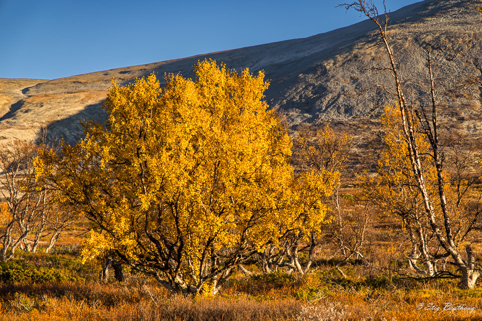 2024-09-22-R5II-Dovrefjell-166.jpg