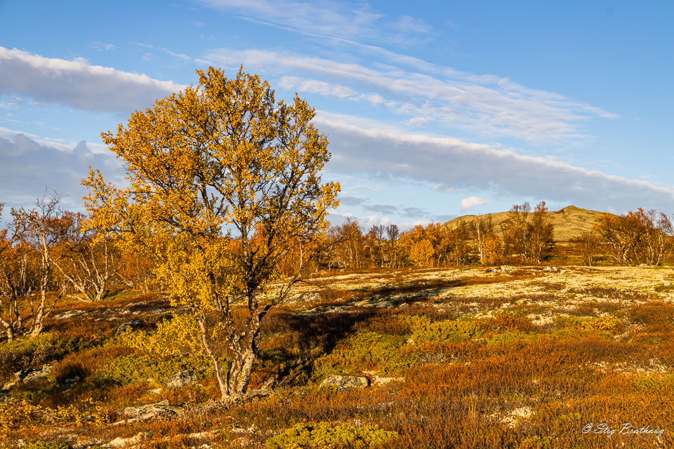 2024-09-22-R5II-Dovrefjell-173.jpg