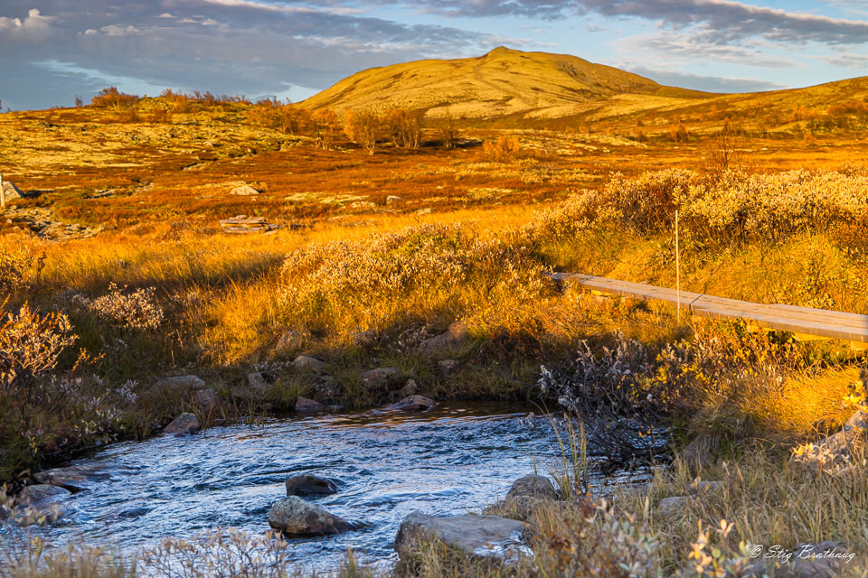 2024-09-22-R5II-Dovrefjell-190.jpg