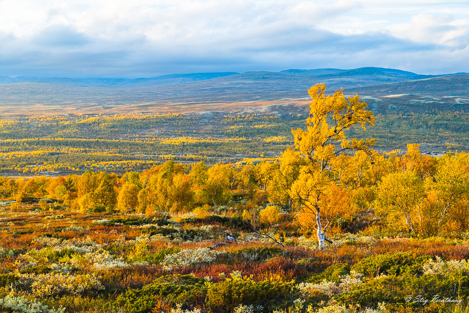 2025-09-20-R5II-Dovrefjell-153.jpg