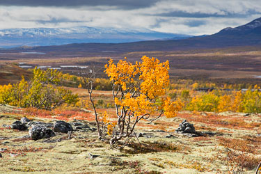 Naturens farger