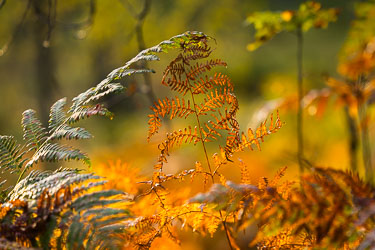 Naturens farger Naturens farger