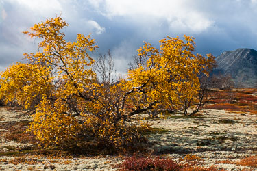 2009-30D-Sep-25-Dovre_037.jpg