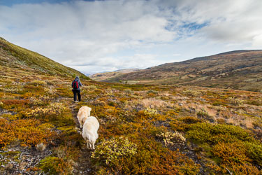 Dovrefjell - det evige i Norge Dovrefjell - det evige i Norge