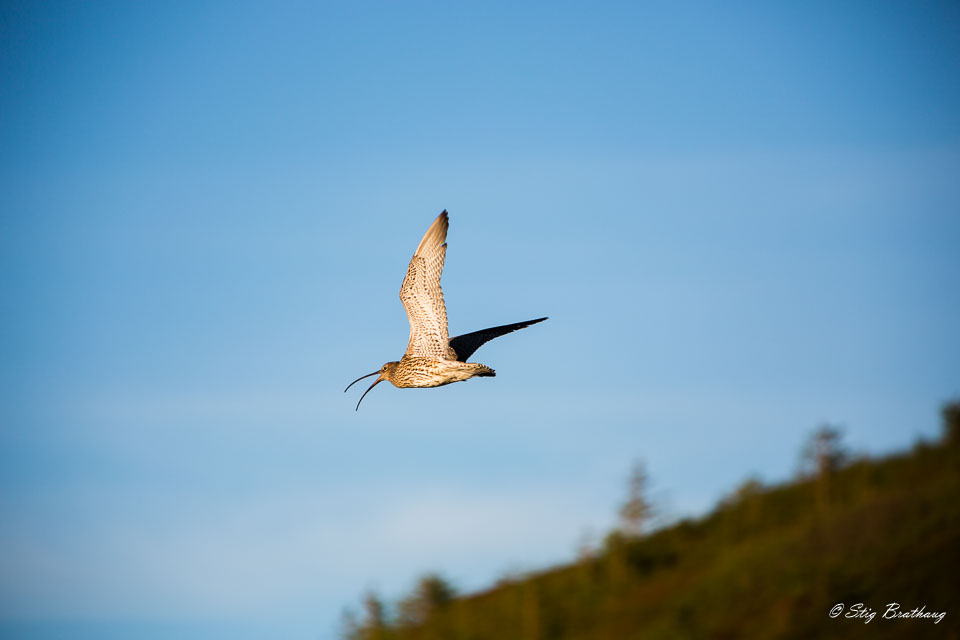 2013-07-23-5D-Smøla-037.jpg