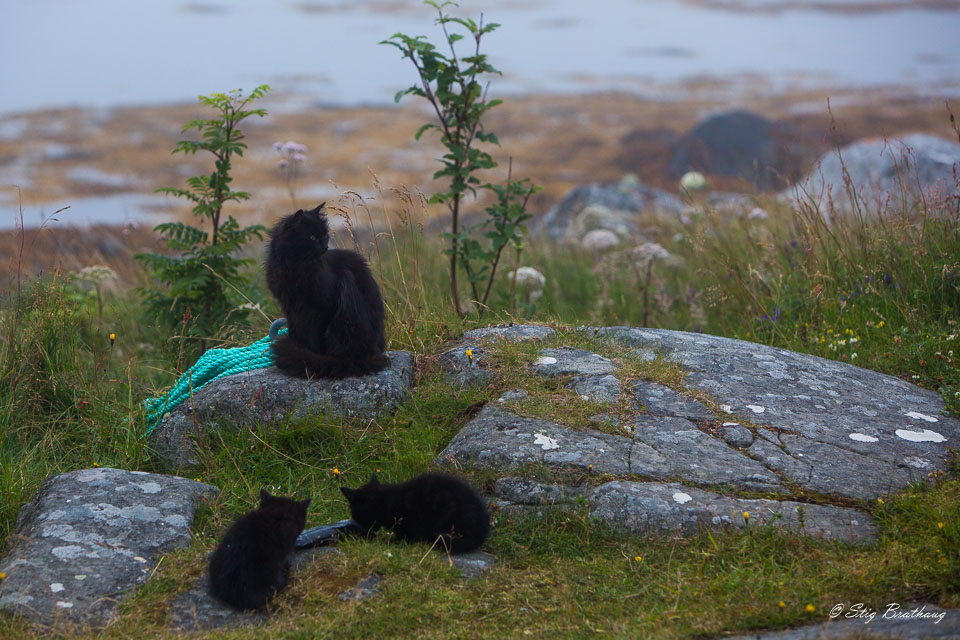 2013-07-23-5D-Smøla-163.jpg