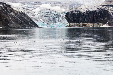 Arktiske fugler Arktiske fugler