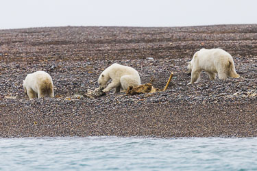 Isbjørnfamilie 2022-08-13-R5-Dag-3-Isbjørn-13.jpg