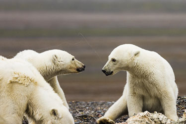 Krangel om maten 2022-08-13-R5-Dag-3-Isbjørn-272.jpg